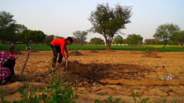 Roter Pullover verzierte Junge, der hart auf seinem Feld arbeitet. 4k Zeitlupe Filmmaterial von Teenager-Kind. — Stockvideo