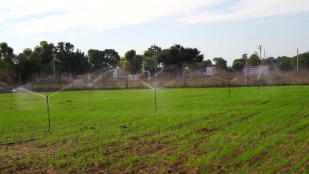 Automatisk bevattning sprinkler vattna grödan. Grön utsikt över landskapet med modernt bevattningssystem. — Stockvideo