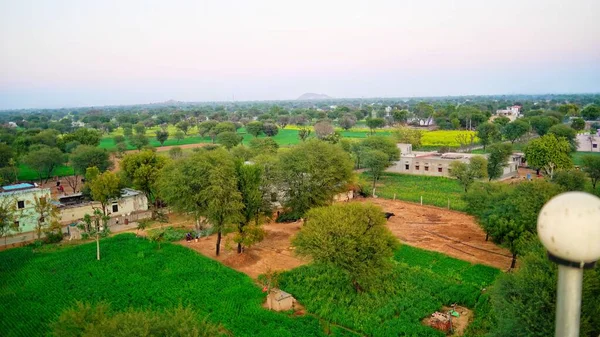 Plantas Verdes Cultivos Campos Con Tiro Aéreo Drones Gran Árbol — Foto de Stock