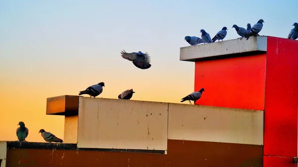 Pombos Columba Domestica Esperando Parede Edifício Histórico Manada Pombos Sentados — Fotografia de Stock