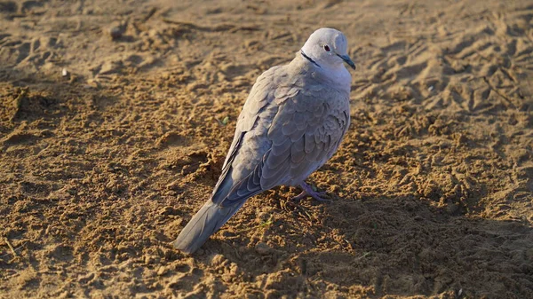 Euraziatische Collared Dove Streptopelia Decaocto Het Bodemoppervlak Prachtige Duivensoorten Afkomstig — Stockfoto