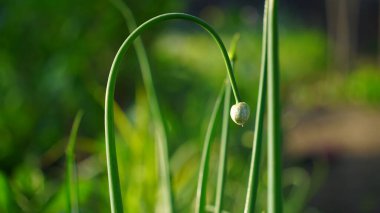 Inflorescence PedUncle ya da Anther of Onion ya da Allium Cepa yeşil iplikli. Bahçede saksı soğanı açar..