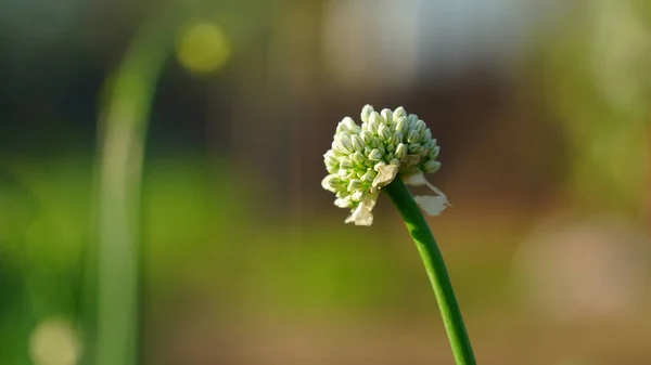 Cibule Tendril Nebo Vlákno Detailní Záběr Cibule Nebo Allium Cepa — Stock fotografie