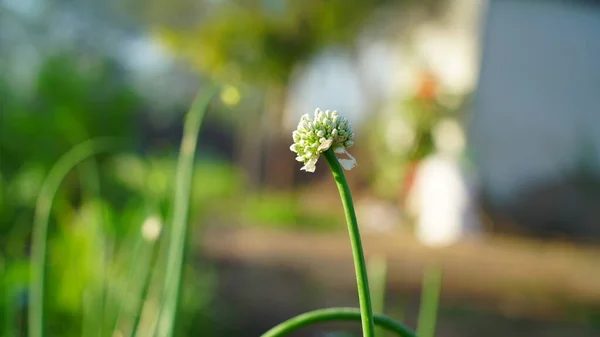 Zelený Deštník Květ Cibule Nebo Allium Cepa Nazelenale Rozmazaným Pozadím — Stock fotografie