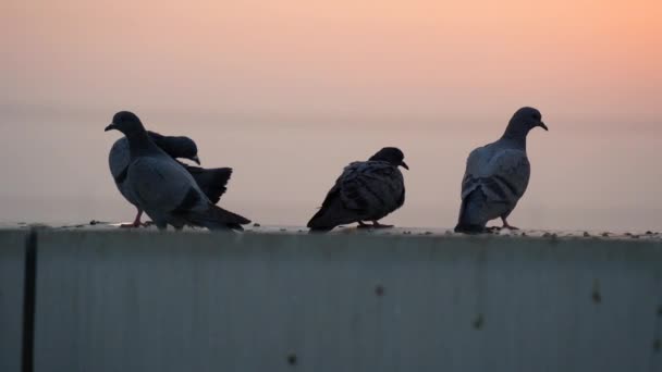 Manada de palomas o palomas mensajeras sentadas en la azotea por la noche. Costa de palomas de roca y palomas salvajes sentadas en una azotea. — Vídeo de stock