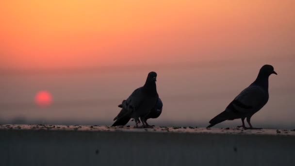 Pombos da Colúmbia Cinza alimentam-se no telhado contra o fundo amarelo dourado do pôr do sol. Pombos ou Livia domestica close-up. — Vídeo de Stock