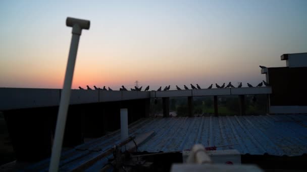 비둘기 ( 영어 : Pigeon) 또는 집비둘기 ( 영어 : Columba domestica) 는 지붕 위의 바위 비둘기 또는 바위 비둘기이다. 해 가질 때많은 비둘기 떼가 테라스에 앉아 있다. — 비디오