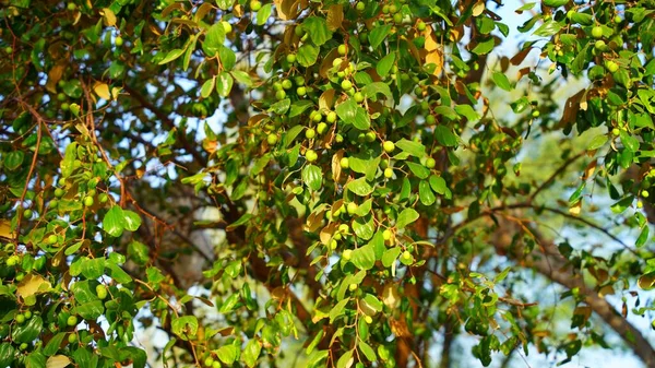 Conținut Ridicat Fibre Plantă Număr Scăzut Calorii Jujube Indian Sau — Fotografie, imagine de stoc