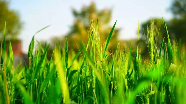 Protein rich grain plants of Wheat or Triticum in agriculture landscape. Tropical plant preparing during crop cycle.