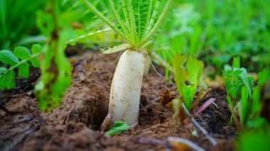 Beyaz Turp 'un ya da Daikon' un tarlada yarısı toprakta, yarısı dışarıda. Sağlıklı malzeme fabrikası yakın çekim.