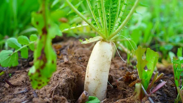 Beyaz Daikon meyvesine odaklan. Yeşillik tomurcuklanıyor. Muli veya Daikon dijitalleşmenin kaynağıdır.