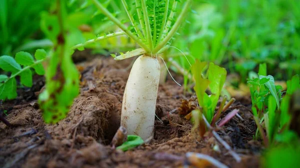 Beyaz Turp 'un ya da Daikon' un tarlada yarısı toprakta, yarısı dışarıda. Sağlıklı malzeme fabrikası yakın çekim.