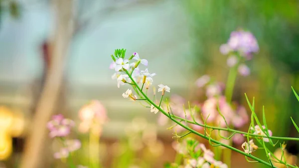 Fioritura Fiori Bianchi Baccelli Mooli Daikon Giardino Cialde Ravanello Biologico — Foto Stock