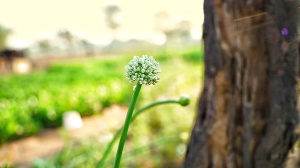 Kvetoucí Bílý Deštník Cibule Nebo Allium Cepa Zeleným Pozadím Vlákno — Stock fotografie