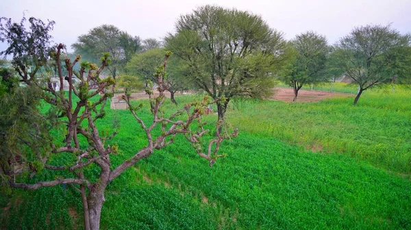 Aerial Shot Green Landscape Agriculture Fields Cultivo Vegetativo Campo India —  Fotos de Stock