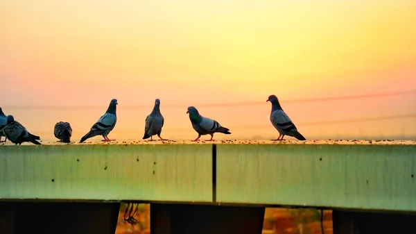 Grupo Engraçado Pombos Curiosos Com Fundo Amarelo Dourado Céu Por — Fotografia de Stock