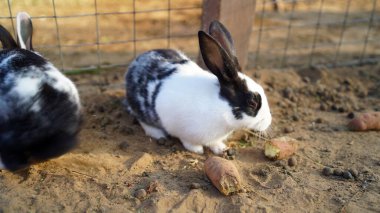 Brachylagus Idahoensis veya Pigme tavşanı açlığı hafifletiyor ve demir çitte kırmızı havuç yiyor. Güzel tavşan yakın plan.