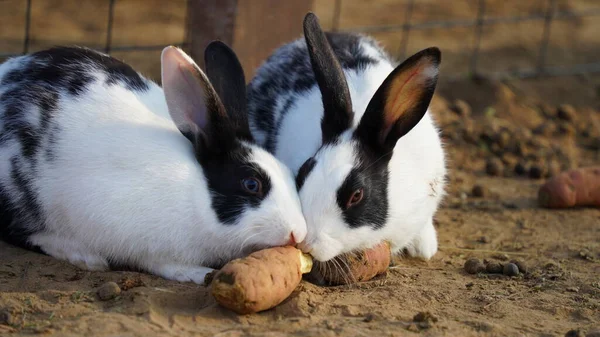 Δύο Ιπποτικός Ευρωπαϊκός Κουνέλι Oryctolagus Cuniculus Λαμβάνοντας Πρωινό Της Γλυκοπατάτας — Φωτογραφία Αρχείου