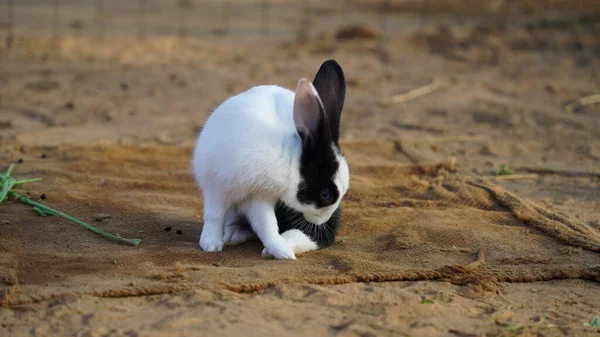 Yerdeki Deriyi Kaşındıran Küçük Şirin Hint Tavşanı Çocuğu Bebek Sabahları — Stok fotoğraf