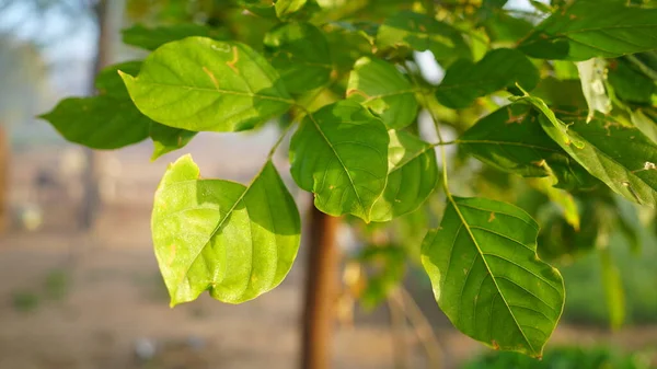 Zielone Liście Świętego Drzewa Bilv Lub Beli Oświetlającym Słońcem Tropikalne — Zdjęcie stockowe