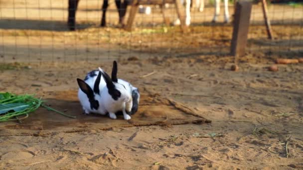 Slow motion 4k materiał filmowy dwóch europejskich puszystych królików biegających ze sobą. Króliki skaczące po ziemi i spacerujące w żelaznym ogrodzeniu. — Wideo stockowe