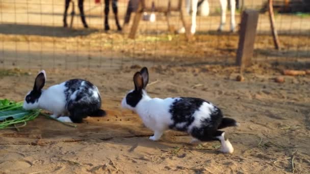 Cute biały królik Rex zbliżenie w zwolnionym tempie. Zabawny królik bawiący się i cieszący dzieciństwem na polu. — Wideo stockowe