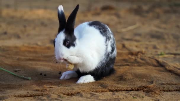 Fluffy furry European rabbit itching the skin and scratching the mouth skin. White rabbit footage in iron fence. — Stock Video