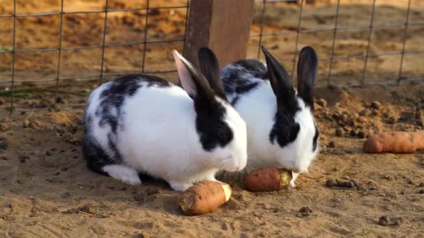 Coelho listrado preto branco ou Nesolagus netscheri alimentando cenoura. Belo coelho com paisagem natural e em cerca de ferro. — Vídeo de Stock