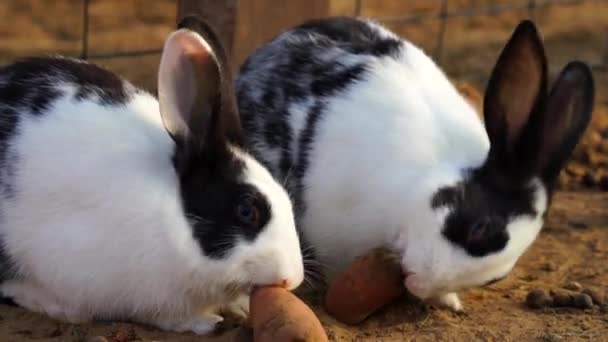 Dois coelhos roedores domésticos com a batata-doce vermelha. Coelho recém-nascido desfrutando da infância e comendo cenoura. — Vídeo de Stock