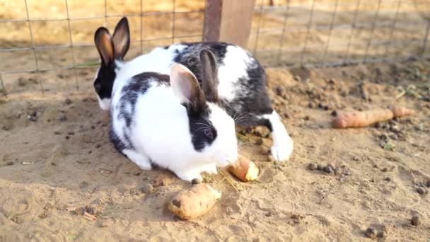 Imagens da manhã de coelho do deserto ou coelho Sylvilagus Audubonii na cerca de ferro. Bonitos animais domésticos comendo cenoura. — Vídeo de Stock