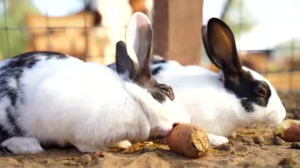 Δύο χαριτωμένα ευρωπαϊκά κουνέλια ή Oryctolagus cuniculus τρώει γλυκοπατάτα στο ηλιόλουστο φως της ημέρας. Όμορφο γουρουνάκι κουνέλι κοντινό πλάνο. — Αρχείο Βίντεο