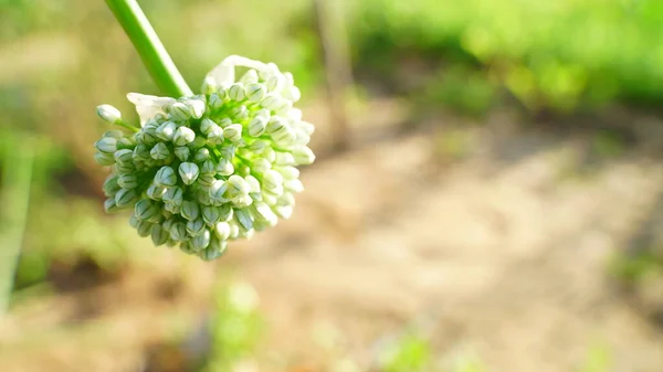 Asijská Cibule Nebo Allium Cepa Květ Pod Bočním Výstřelem Pěstování — Stock fotografie