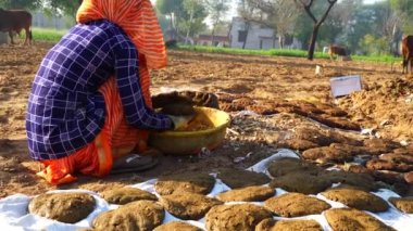 Morning time, an Indian woman making Cow Chips in traditional indian attire. Cow dung cakes for religious ceremony.