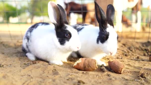 Filmato di due conigli indiani che camminano in recinzione di ferro. Bianco nero macchiato coniglio vagando da un lato all'altro con mente allegra. — Video Stock