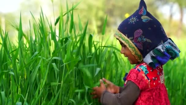 Liten och söt oskyldig liten flicka skakar gröna veteväxter för hand. Grönt fält och barn. — Stockvideo