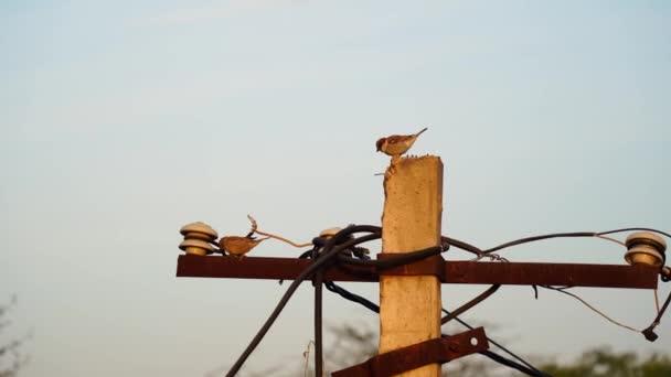 Ráno, malí vrabci zjišťují vhodné místo pro hnízdo na elektrickém sloupu. — Stock video