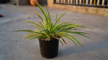 Örümcek bitkisi ya da Cholorophytum komosum yaprakları ve çatıda siyah bir saksı. Uzaklaş. Üst görünüm.