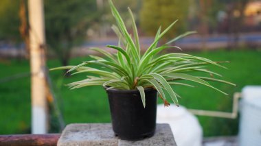 Ev dekorasyonu için çok güzel bir fabrika. Yeşil yapraklı Cholorophytum örümceği bitkisi.