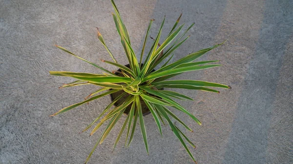 Szalagos Durva Cement Márvány Fekete Virágcseréppel Cholorophytum Comosum Zöld Levelek — Stock Fotó
