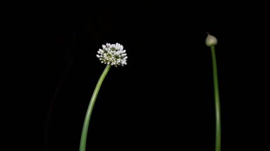 Wild Onion ve Allium Cepa 'nın güzel çiçekleri şık siyah arkaplanlı. Beyaz şemsiye çiçeği yakın plan.