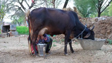 Hindistan 'ın kırsalında inekten süt sağan kadın sütçü. Sabah vakti kovada elle sağılıyor..