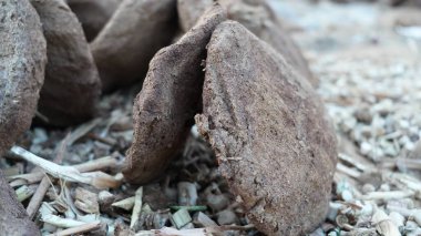 İnek gübresi keklerinin barakası ya da kurutmak için inek cipsi. Organik yuvarlak çipler yakın plan, kuruması için zeminde tutuyor..