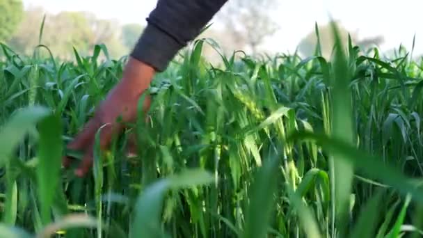 Imágenes en cámara lenta de la mano humana moviéndose en la cosecha de trigo y tocando plantas verdes. Plantas verdes orgánicas de trigo. — Vídeo de stock
