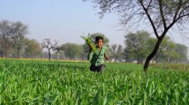 Pilot kıyafetli mutlu bir çocuk yeşil alanda koşar ve güler. Sevimli hayvanlar için çimen parçaları tutan komik çocuk..