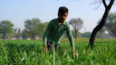 Triticale veya Rye Field 'daki küçük Hintli çocuk. Güzel yeşil doğa manzarası ve çocuk yakın çekim.