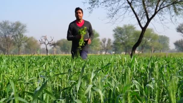 Självsäker jordbrukare driver jordbruksmark. Nöjd bonde promenader i jordbruket jordbruksmark med gräs bitar i handen. — Stockvideo