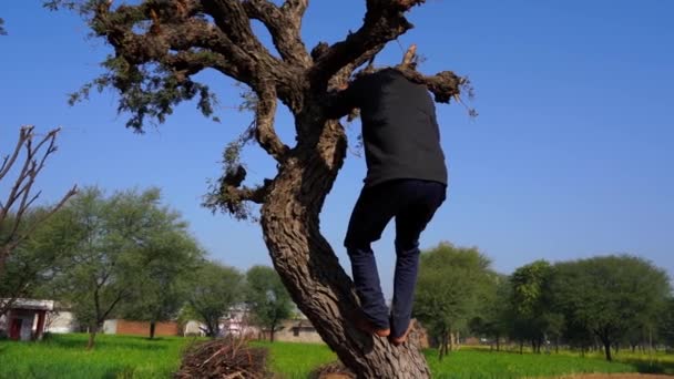 Ora di mattina d'inverno. Indiano villaggio rurale video, l'uomo scendendo con attenzione da albero. — Video Stock