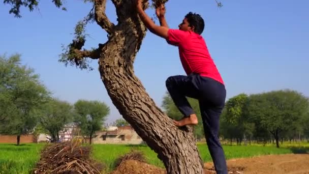 Młody Indianin demonstruje swoją umiejętność wspinania się na Prospis Cineraria lub na drzewo Khejri. Ciężka praca to pojęcie umiejętności.. — Wideo stockowe