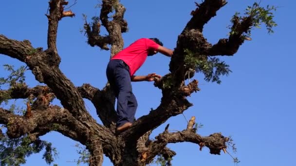 Un hombre trabajador practicando para trepar al árbol. Ajuste hábil Hombre indio que muestra fuerza y capacidad para trepar a un árbol. — Vídeo de stock