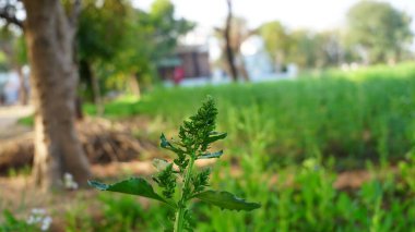 Chenopodium çiçekli bitki, Chenopodium cinsinde her yıl yetişen bir bitkidir. Güzel protein kaynağı yeşil bitkisel.
